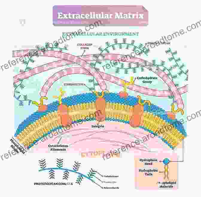 3D Illustration Of The Extracellular Matrix Tissue Repair And Fibrosis: The Role Of The Myofibroblast (Current Topics In Pathology 93)