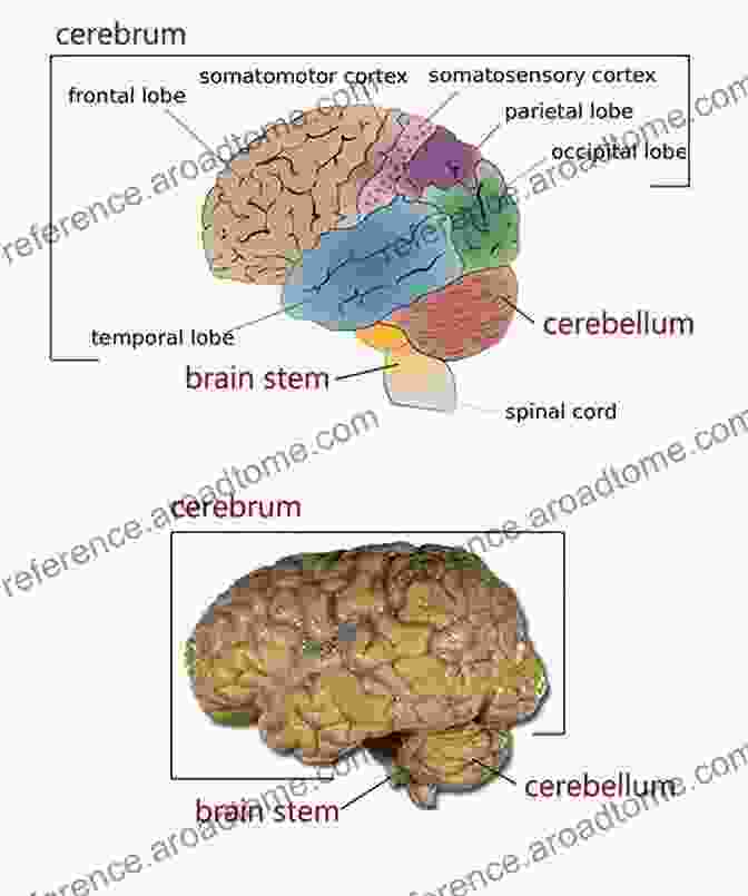 A Depiction Of The Brain Regions Involved In Consciousness Apraxia: The Neuropsychology Of Action (Brain Behaviour And Cognition)