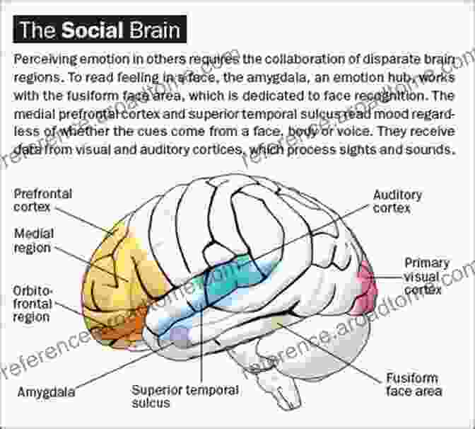 A Depiction Of The Brain Regions Involved In Social Cognition Apraxia: The Neuropsychology Of Action (Brain Behaviour And Cognition)