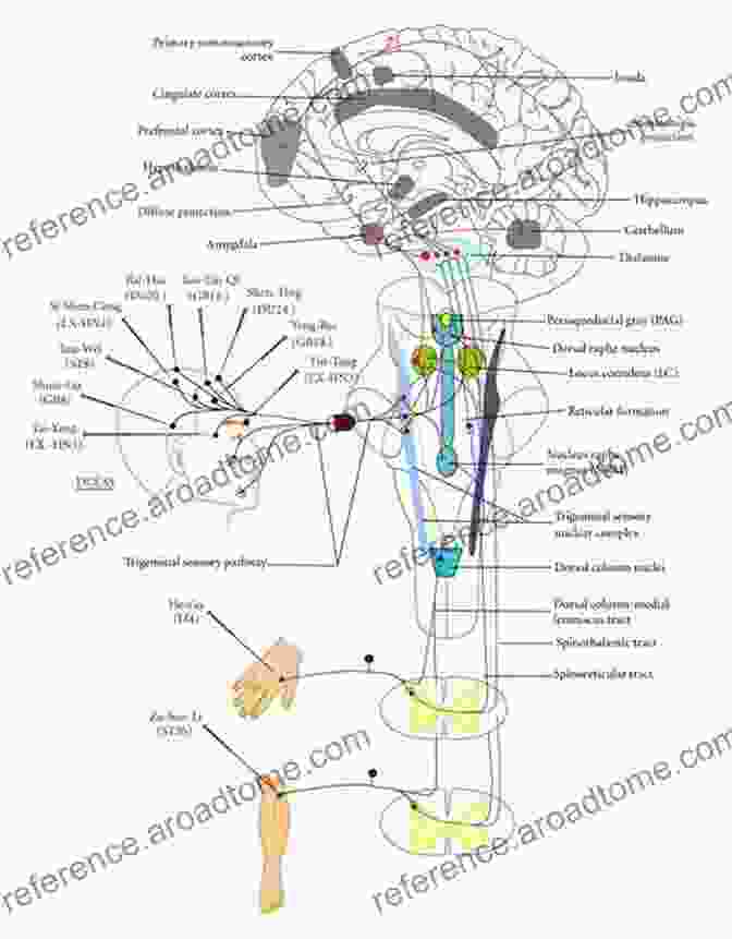 A Diagram Illustrating The Neural Pathways Involved In Motor Control Apraxia: The Neuropsychology Of Action (Brain Behaviour And Cognition)