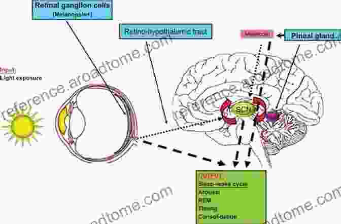 A Diagram Of The Neuroendocrine Clock System, Including The Suprachiasmatic Nucleus, Pineal Gland, And Target Tissues. Neuroendocrine Clocks And Calendars (Masterclass In Neuroendocrinology 10)