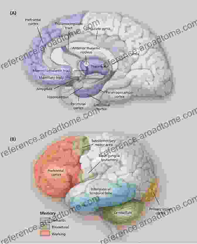 A Diagram Showing The Different Types Of Memory And The Brain Regions Involved Apraxia: The Neuropsychology Of Action (Brain Behaviour And Cognition)