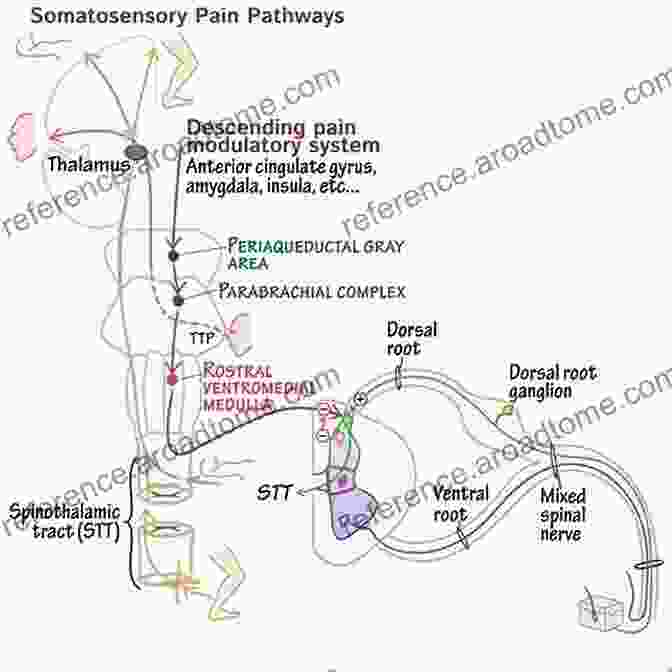 A Diagram Showing The Neural Pathways Involved In Emotions Apraxia: The Neuropsychology Of Action (Brain Behaviour And Cognition)