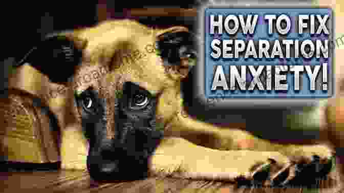 A Dog Suffering From Separation Anxiety Separation Anxiety Relief For Dogs: Concise Handbook For Dog Owners And Lovers