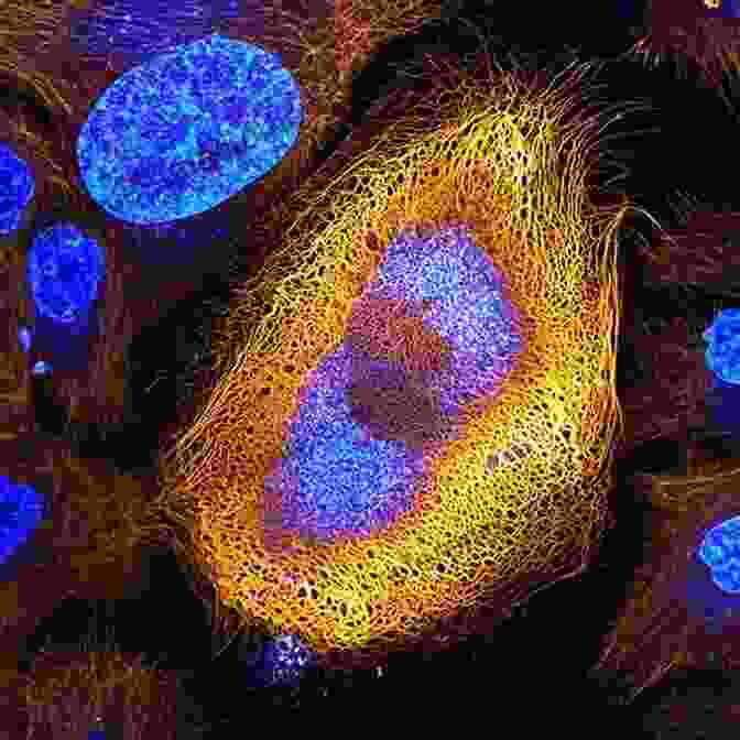 A Microscope Image Of Cells Sagittal Balance Of The Spine: From Normal To Pathology: A Key For Treatment Strategy