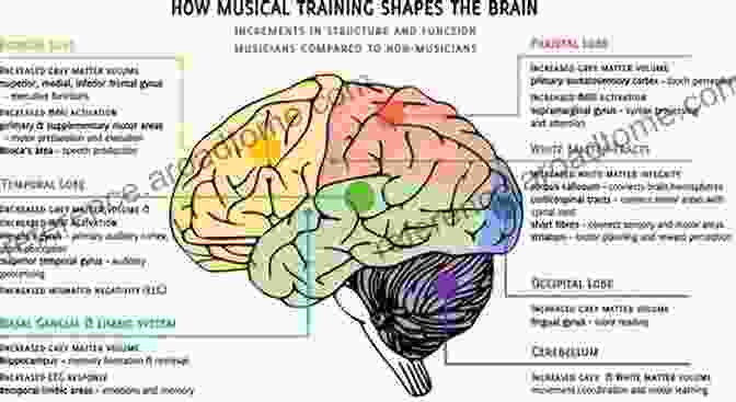 A Representation Of The Brain Regions Involved In Attention Apraxia: The Neuropsychology Of Action (Brain Behaviour And Cognition)