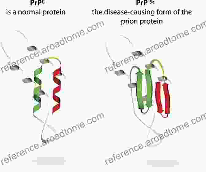 Amyloid Prions: Misfolded Proteins Linked To Neurodegenerative Diseases Amyloid Prions And Other Protein Aggregates (ISSN 309)