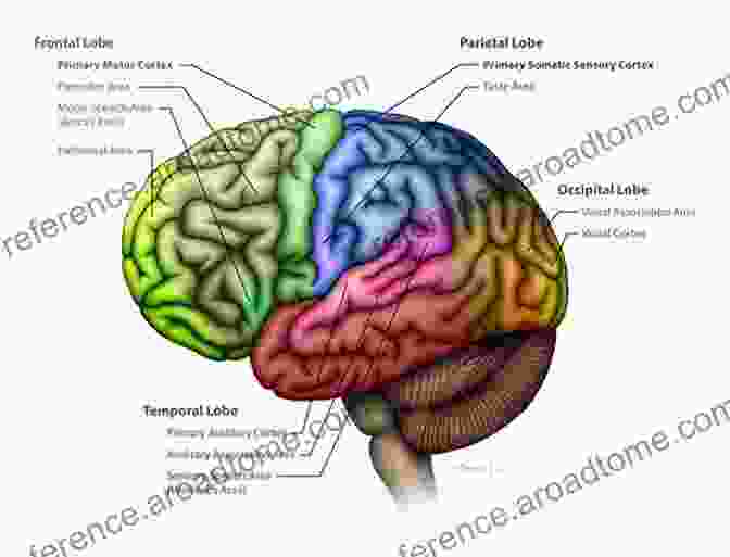 An Illustration Of The Brain Regions Involved In Visual Perception Apraxia: The Neuropsychology Of Action (Brain Behaviour And Cognition)