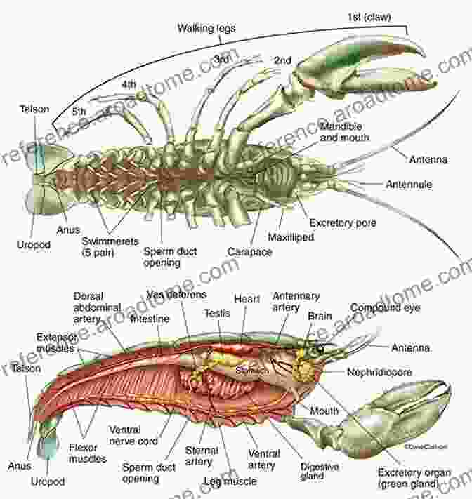 Anatomy Of A Crayfish Biology And Ecology Of Crayfish