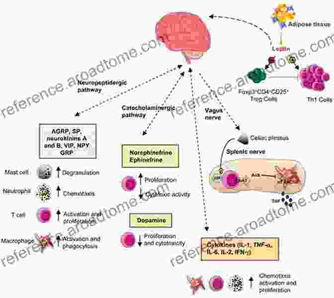 Autonomic Nervous System And Immunology Autonomic Neuroimmunology (The Autonomic Nervous System)