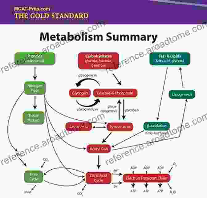 Biochemistry Diagram Human Physiology Biochemistry And Basic Medicine