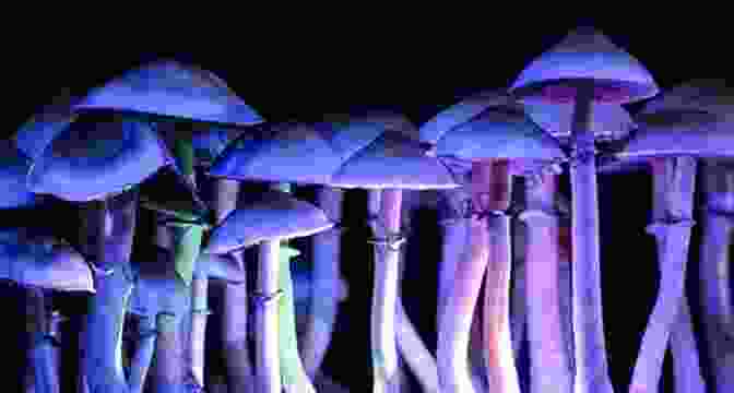 Close Up View Of Fully Grown Psilocybin Mushrooms, Showcasing Their Distinct Shapes And Colors Psilocybin Growing Bible: The Complete Psilocybin Mushroom Cultivation Guide Step By Step To Grow Indoor And Outdoor Your Magic Psychedelic Mushrooms With Safety Measure