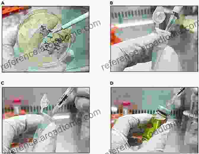 Close Up View Of The Inoculation Process, Showcasing The Transfer Of Spores Onto Sterile Substrates Psilocybin Growing Bible: The Complete Psilocybin Mushroom Cultivation Guide Step By Step To Grow Indoor And Outdoor Your Magic Psychedelic Mushrooms With Safety Measure