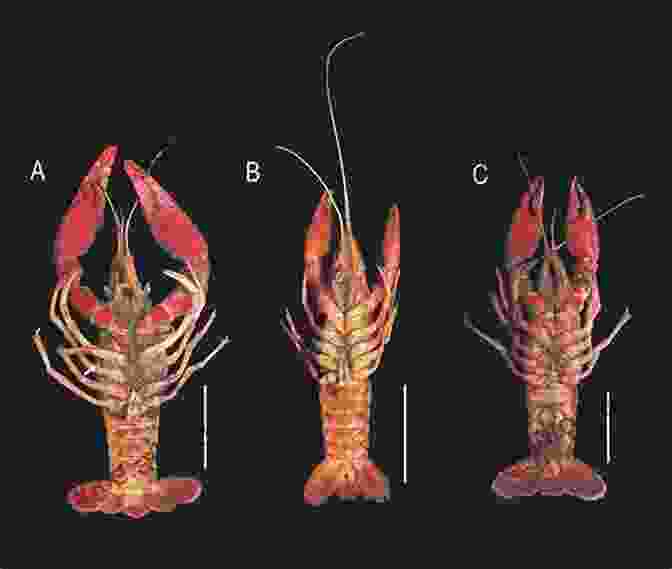 Crayfish Behavior Biology And Ecology Of Crayfish