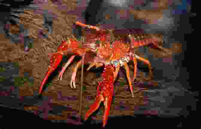 Crayfish In The Ecosystem Biology And Ecology Of Crayfish