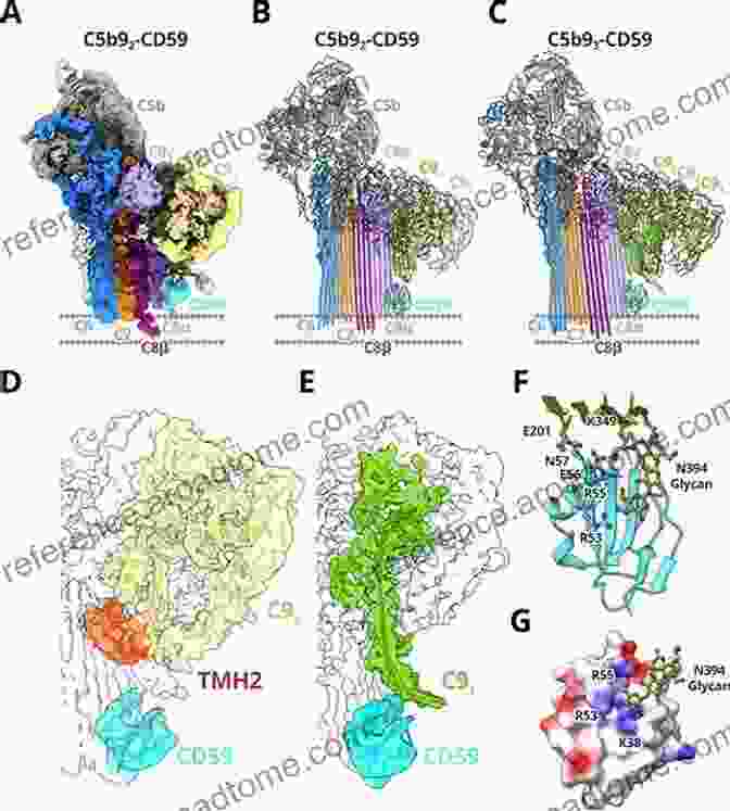 Cryo EM Structure Of The C5b C9 Membrane Attack Complex Structural Biology Of The Complement System