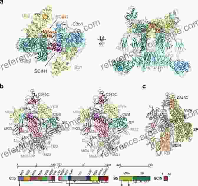 Crystal Structure Of The C3 Convertase Complex Structural Biology Of The Complement System