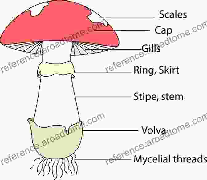 Detailed Diagram Of A Psilocybin Mushroom, Showcasing Its Parts And Structure Psilocybin Growing Bible: The Complete Psilocybin Mushroom Cultivation Guide Step By Step To Grow Indoor And Outdoor Your Magic Psychedelic Mushrooms With Safety Measure