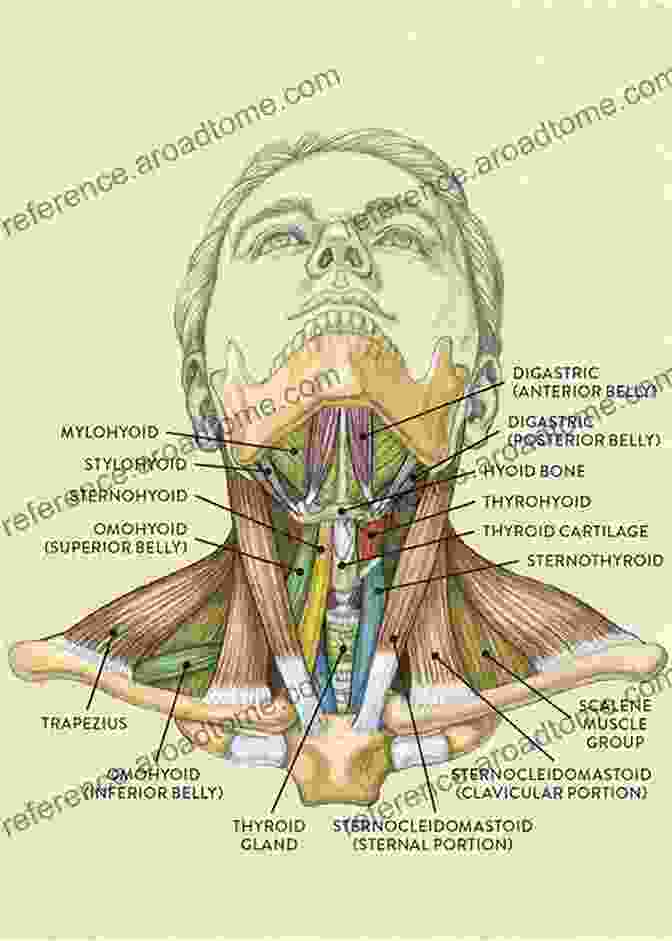 Detailed Diagram Of The Head And Neck Anatomy, Illustrating The Various Anatomical Structures. Mastering Medical Photography Of The Head And Neck