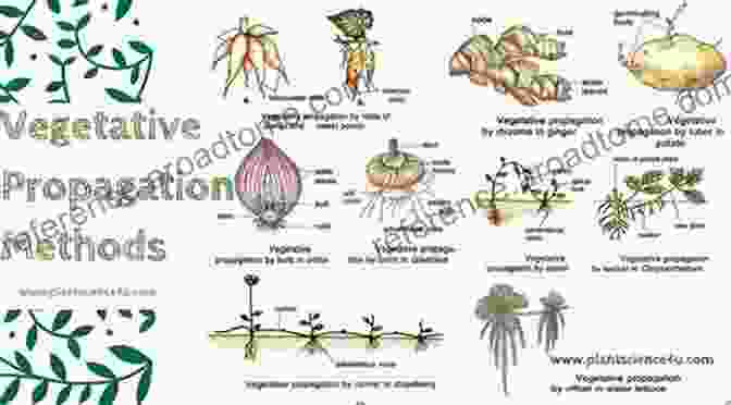 Diagram Illustrating Virus Vector Transmission In Vegetatively Propagated Crops Control Of Plant Virus Diseases: Vegetatively Propagated Crops (Advances In Virus Research 91)