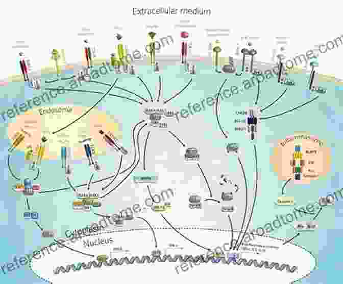 Diagram Of The Immune System, Including Cells, Antibodies, And Cytokines Immunology For Pharmacy E