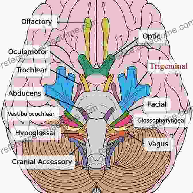 Diagram Of The Trigeminal Nerve Neurophysiology Of The Migraine Brain (Headache)