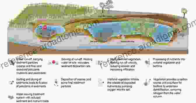 Diagram Of The Wastewater Treatment Process In Natural Wetlands Wastewater Treatment By Natural Wetlan