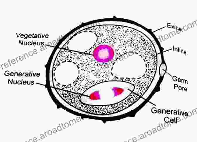 Diversity Of Angiosperm Pollen Grains Catalogue Of Selected Angiosperm Pollen Grains From Palaeogene And Neogene Sediments Of India (Society Of Earth Scientists Series)