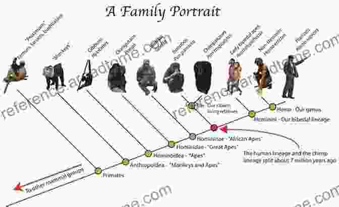 Evolutionary Tree Illustrating The Divergence Of Human And Non Human Primates The Maladapted Mind: Classic Readings In Evolutionary Psychopathology