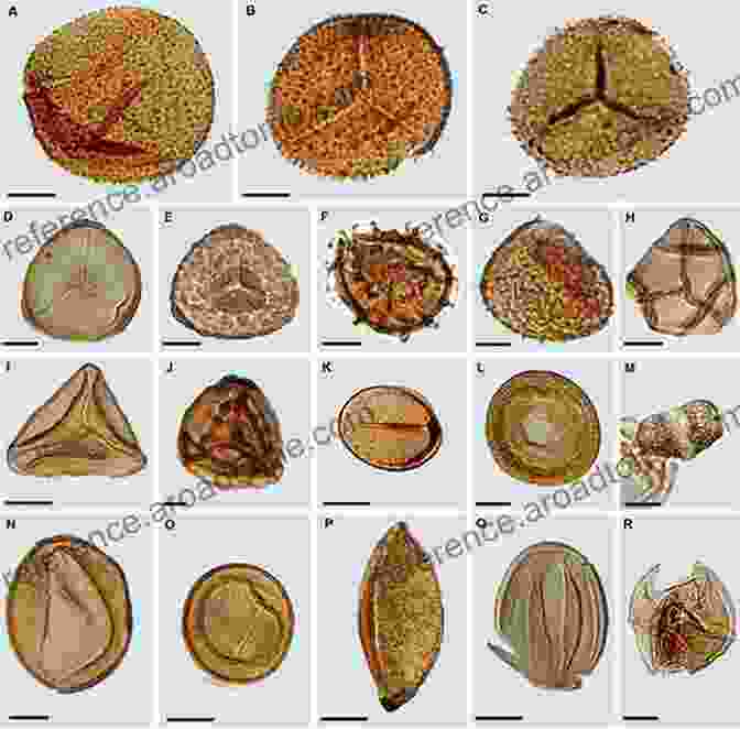 Fossil Pollen Grain Of Betula Catalogue Of Selected Angiosperm Pollen Grains From Palaeogene And Neogene Sediments Of India (Society Of Earth Scientists Series)