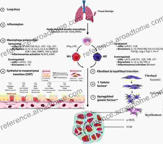 Graph Depicting The Role Of Macrophages In Fibrosis Tissue Repair And Fibrosis: The Role Of The Myofibroblast (Current Topics In Pathology 93)