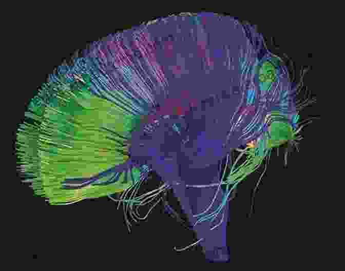 Image Of A Brain Scan Representing The Intricate Neural Pathways Involved In Trauma Processing And Resilience The Future Of Trauma Theory: Contemporary Literary And Cultural Criticism