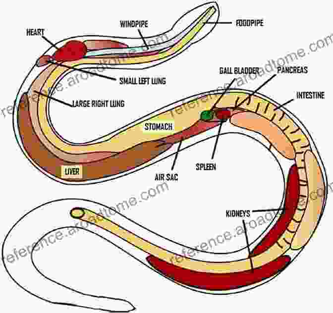 Intricate Illustration Of Snake Anatomy, Showcasing The Skeletal Structure, Muscular System, And Sensory Organs. Snakes (Discover Series) David Cox