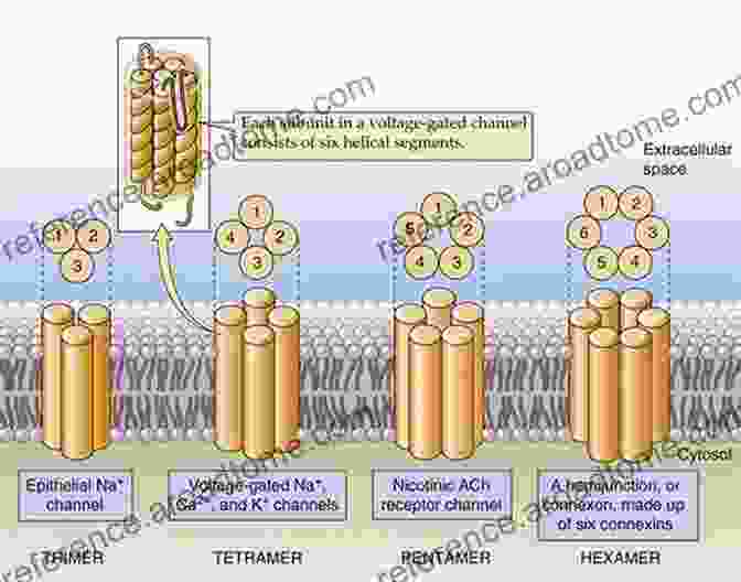 Molecular Structure Of An Ion Channel Ion Channel Diseases (ISSN 63)