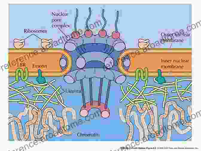 Nuclear Pore Complexes Facilitate The Transport Of Molecules Between The Nucleus And Cytoplasm The Nuclear Envelope: Vol 56 (Society For Experimental Biology)