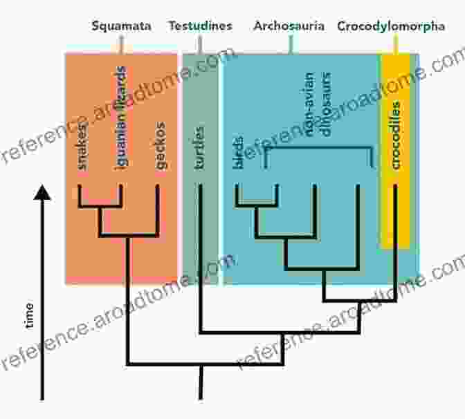 Phylogenetic Tree Depicting The Evolutionary Relationships Among Different Snake Species. Snakes (Discover Series) David Cox