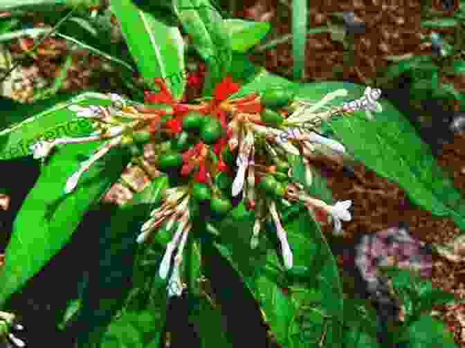 Rauvolfia Serpentina Plant With Its Distinctive Leaves And Flowers Phytochemistry Of Plants Of Genus Rauvolfia (Phytochemical Investigations Of Medicinal Plants)