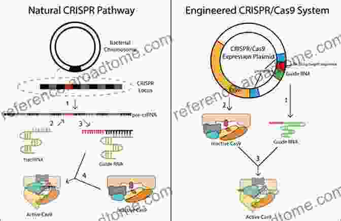 Schematic Representation Of CRISPR Gene Editing Genome Editing And Engineering: From TALENs ZFNs And CRISPRs To Molecular Surgery