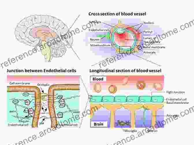 Schematic Representation Of The Blood Brain Barrier The Blood Brain Barrier In Health And Disease Volume One: Morphology Biology And Immune Function