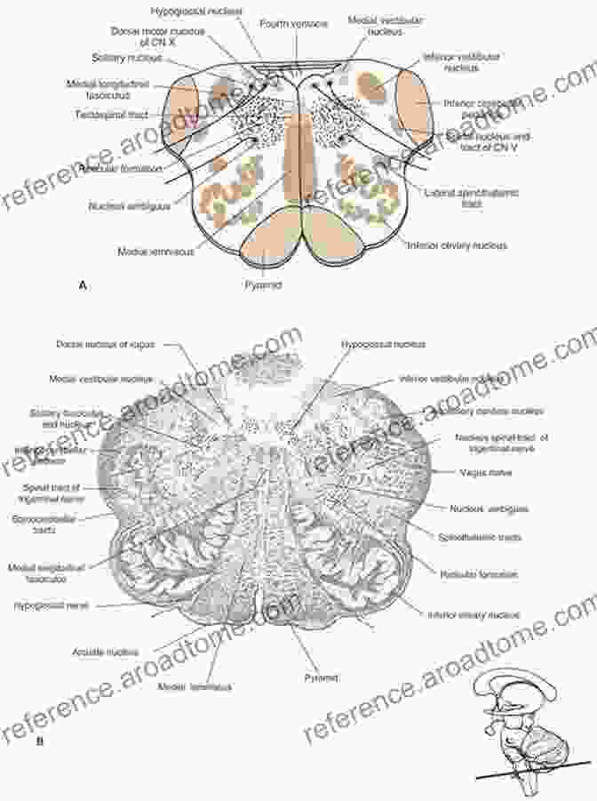 Schematic Representation Of The Inferior Olivary Complex The Inferior Oilvary Complex (Advances In Anatomy Embryology And Cell Biology 155)