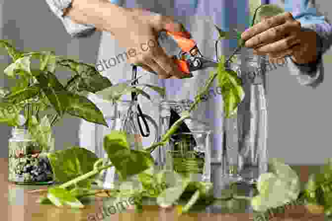 Scientist Using Cutting Edge Technologies In Vegetatively Propagated Crops Research Control Of Plant Virus Diseases: Vegetatively Propagated Crops (Advances In Virus Research 91)