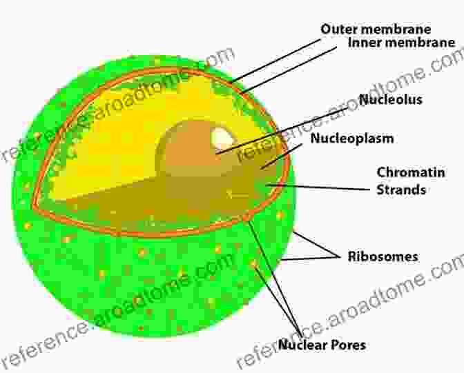 Structure Of The Nuclear Envelope, Showing The Outer And Inner Nuclear Membranes, Nuclear Pore Complexes, And Nuclear Lamina The Nuclear Envelope: Vol 56 (Society For Experimental Biology)