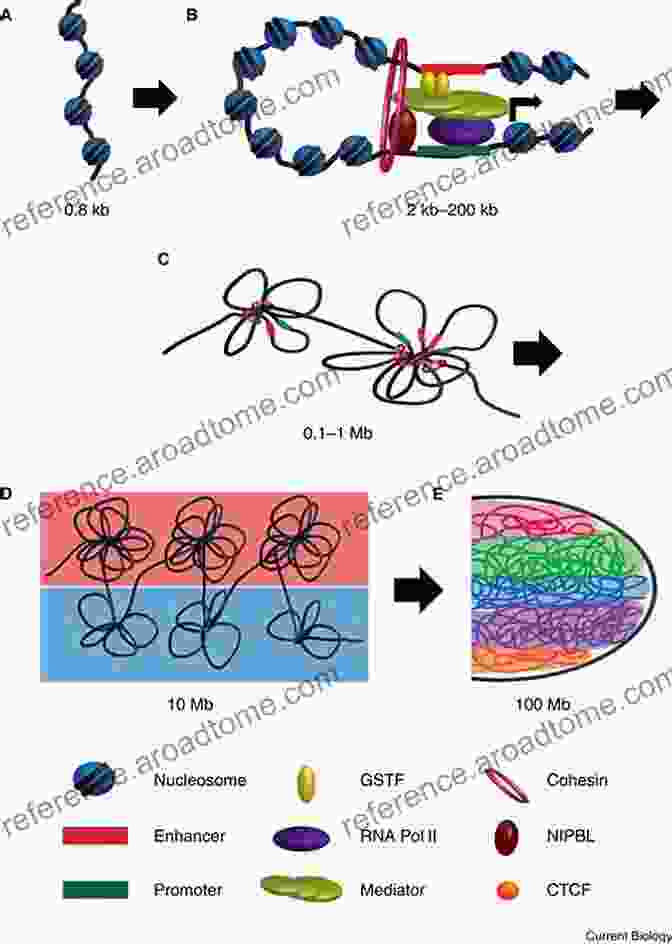 The Nuclear Envelope Regulates Chromatin Organization And Gene Expression The Nuclear Envelope: Vol 56 (Society For Experimental Biology)