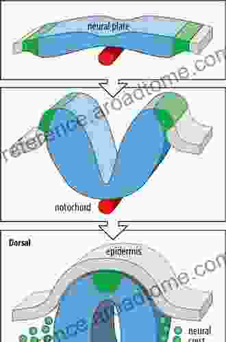 Plasticity And Pathology: On The Formation Of The Neural Subject