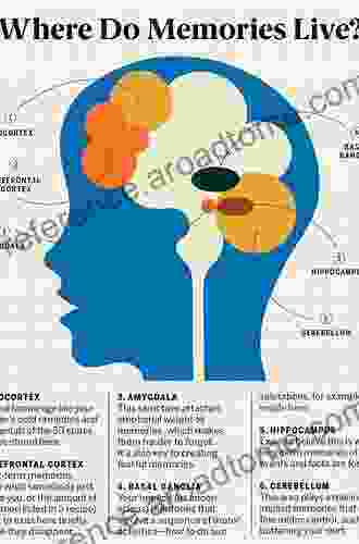 Brain Structure Learning And Memory