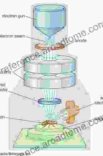 PCR/RT PCR In Situ: Light And Electron Microscopy (Methods In Visualization)