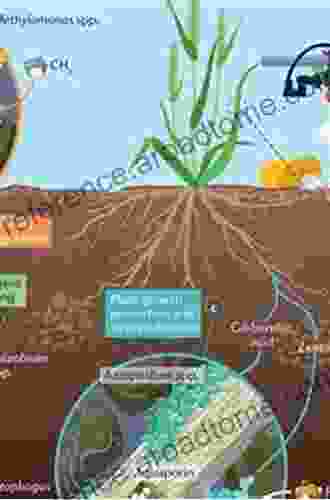 Microbiology For Sustainable Agriculture Soil Health And Environmental Protection